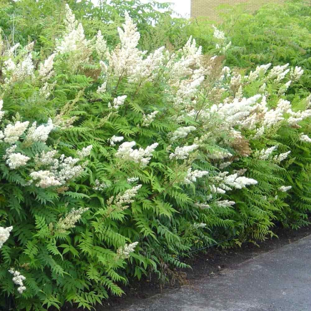Продавам декоративен храст Сорбария (Sorbaria)