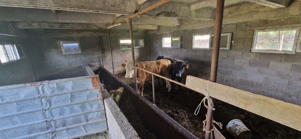 Сдам в аренду ФАЗЕНДУ