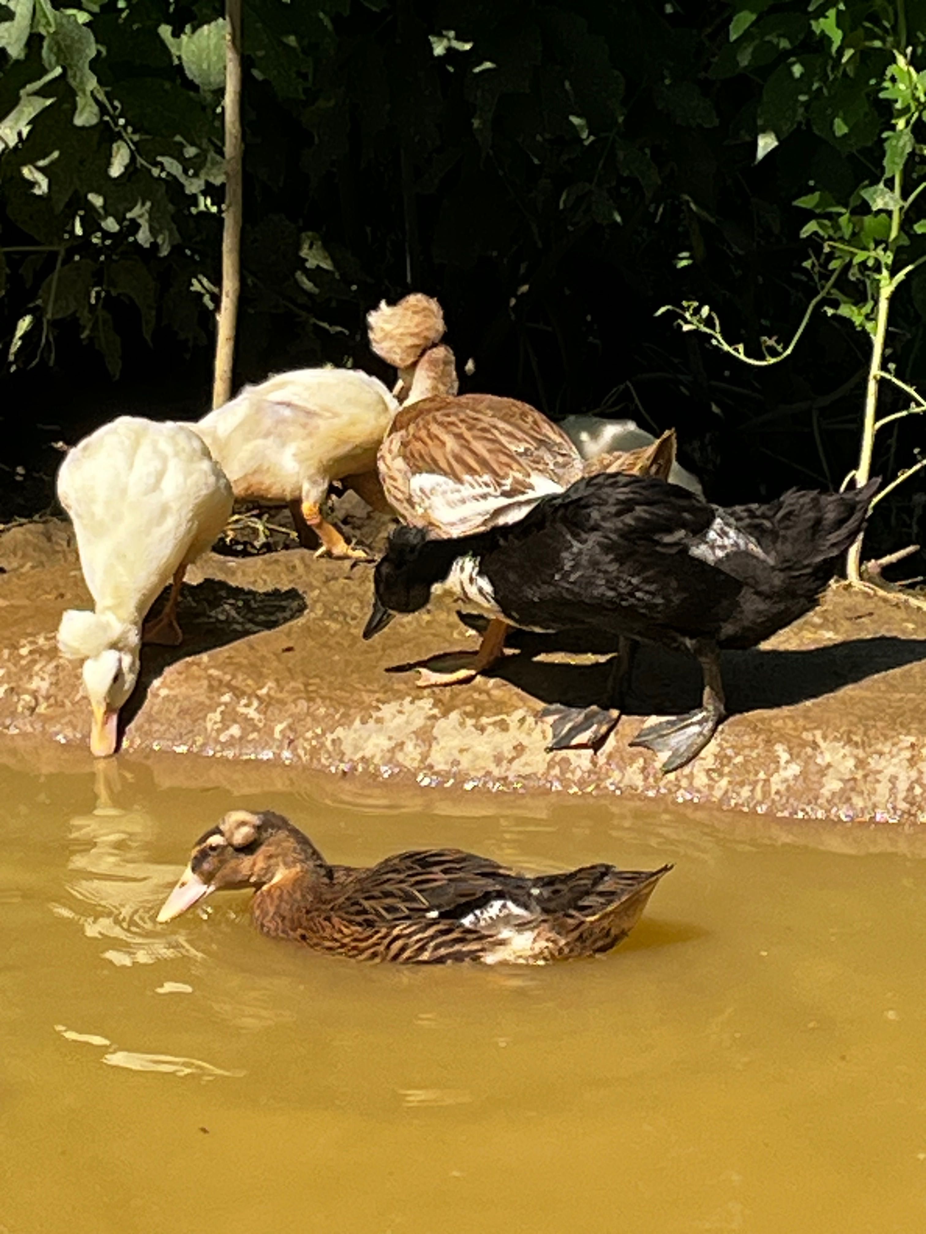 Boboci de rață de vânzare