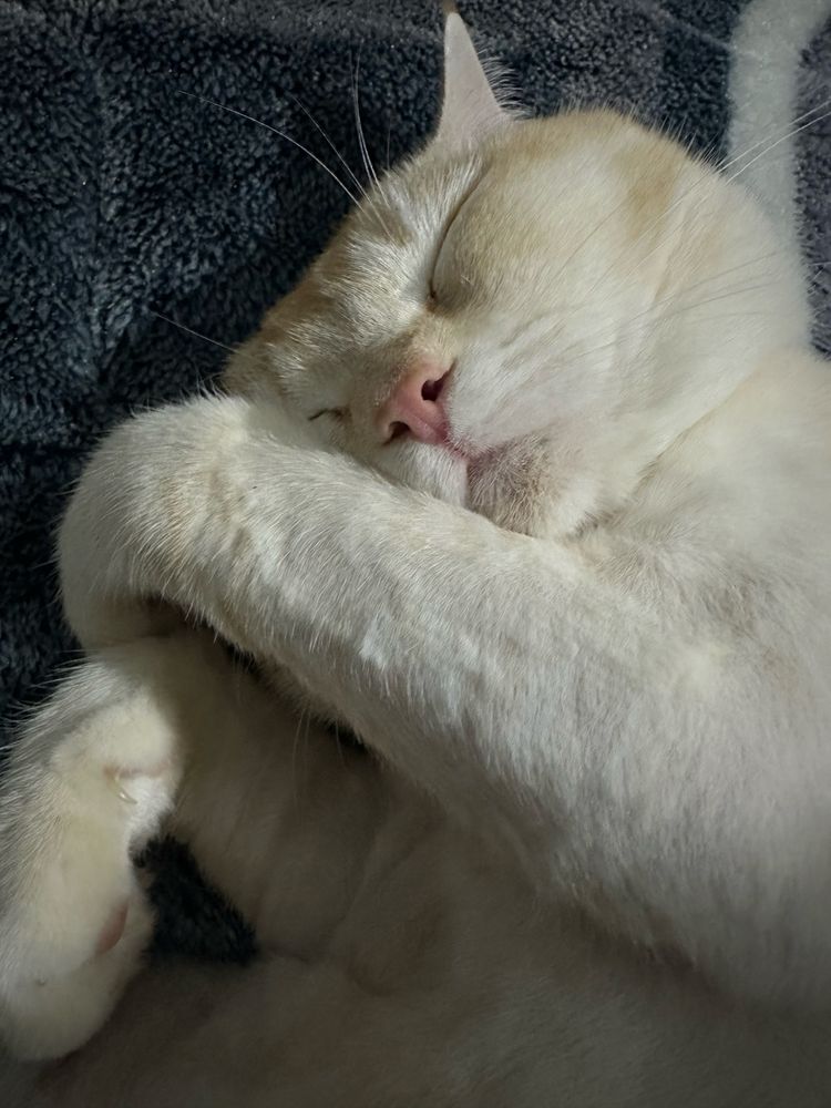 Вязка кошка scottish strayt