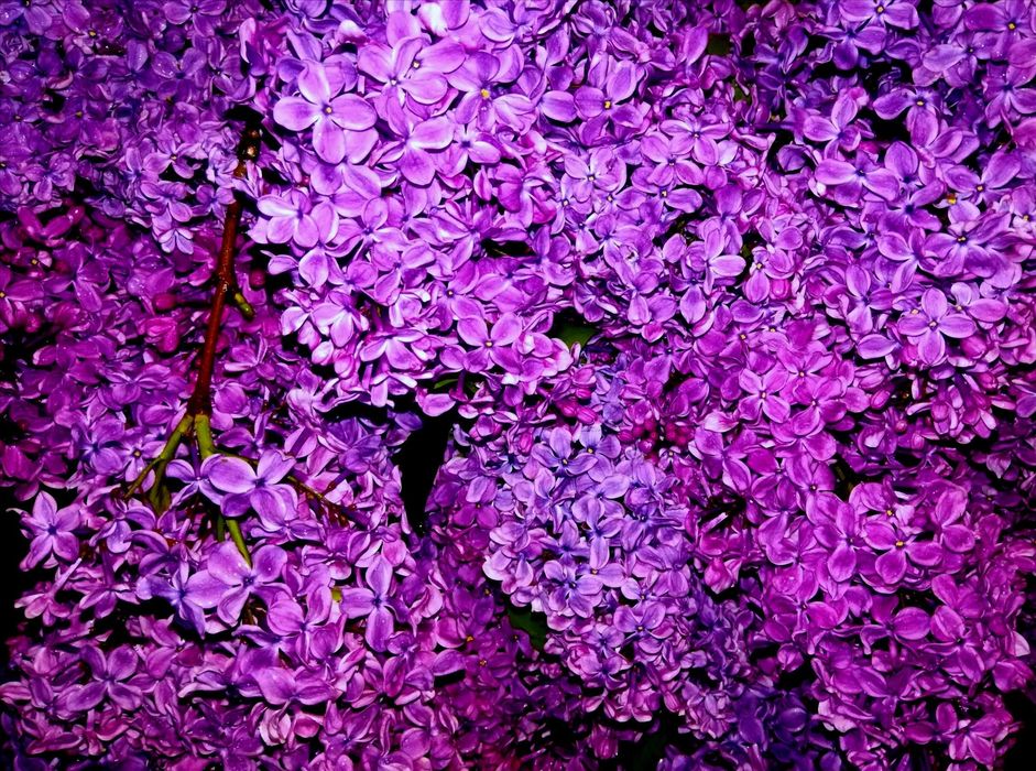 Саженцы сирени темно-сиреневой колерованной