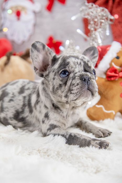 bulldog francez blue merle