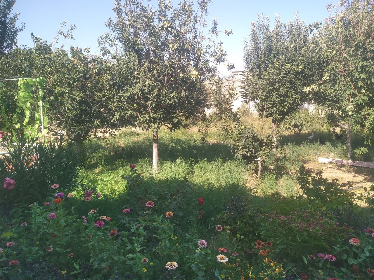 Hovli 6 sutok hujjatlari bilan