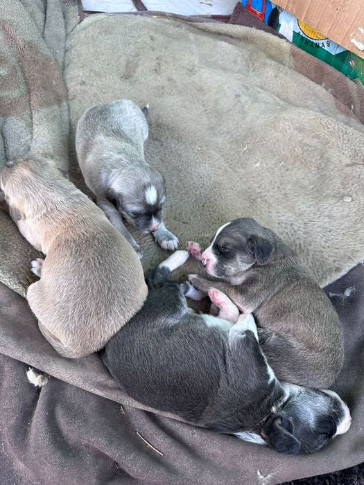 Кыргызский тайган тазы кушыктеры