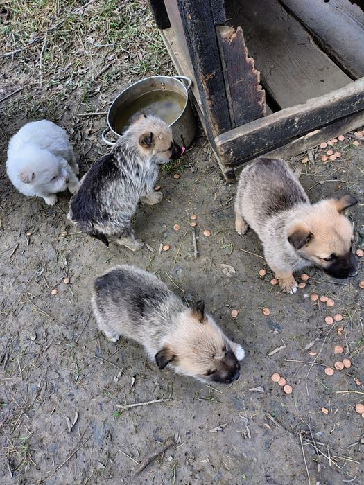 Donez cățeluși talie mare