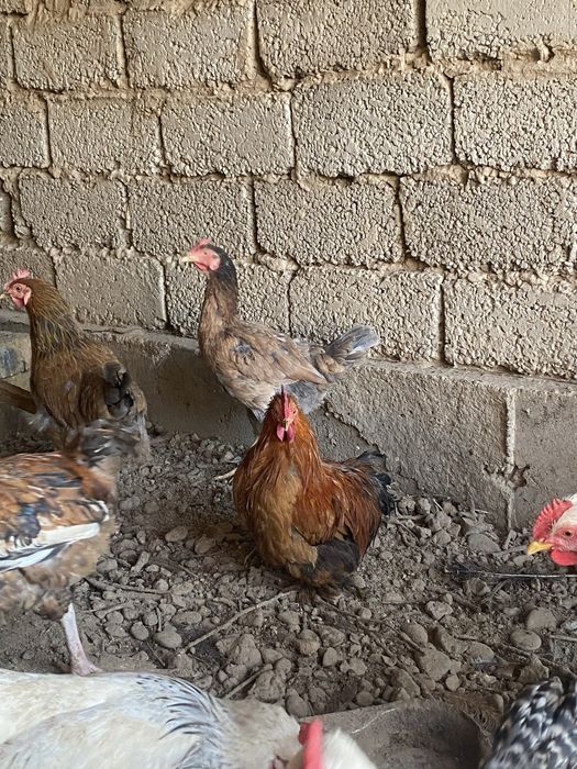 Іштеңкеге обмен жоқ