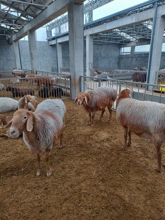 ГИДРОПОНИКА Климат контроль