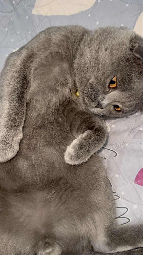 Mushuk sotiladi! Scottish Fold