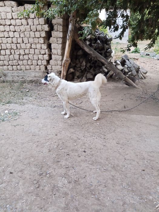 Ит сатылады бойы 90см 2жасар бағасы 80