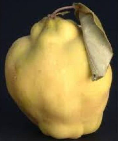 Pomi fructiferi gama deosebiți [  rari  ]soiuri de gutui