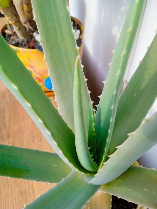 Продаю большой алоэ