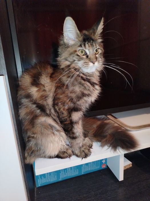 Fetita Maine Coon XXL