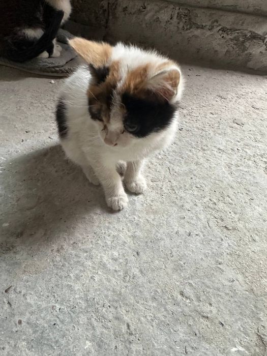 Отдам котят в хорошие руки