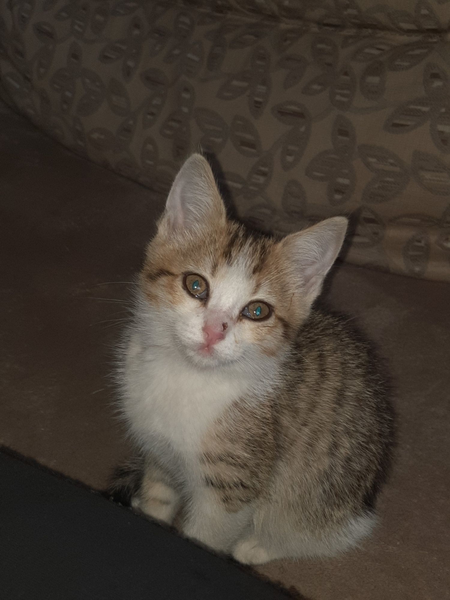 Котенок ищет дом