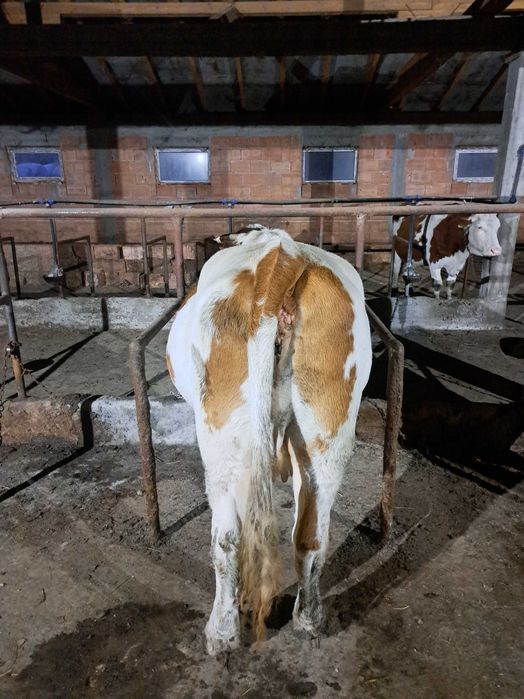 Vaca gestanta de vanzare