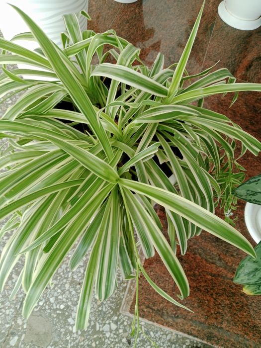 Домашние цветы продается не дорого.