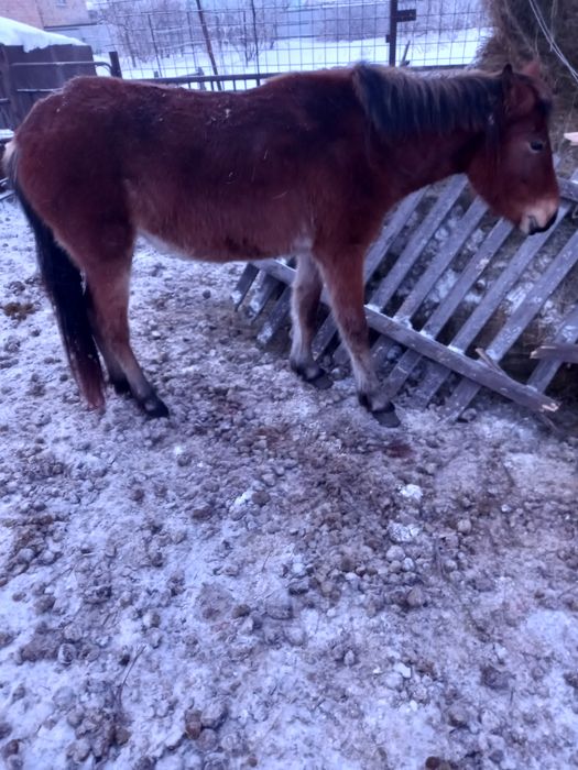 Продаётся байтал