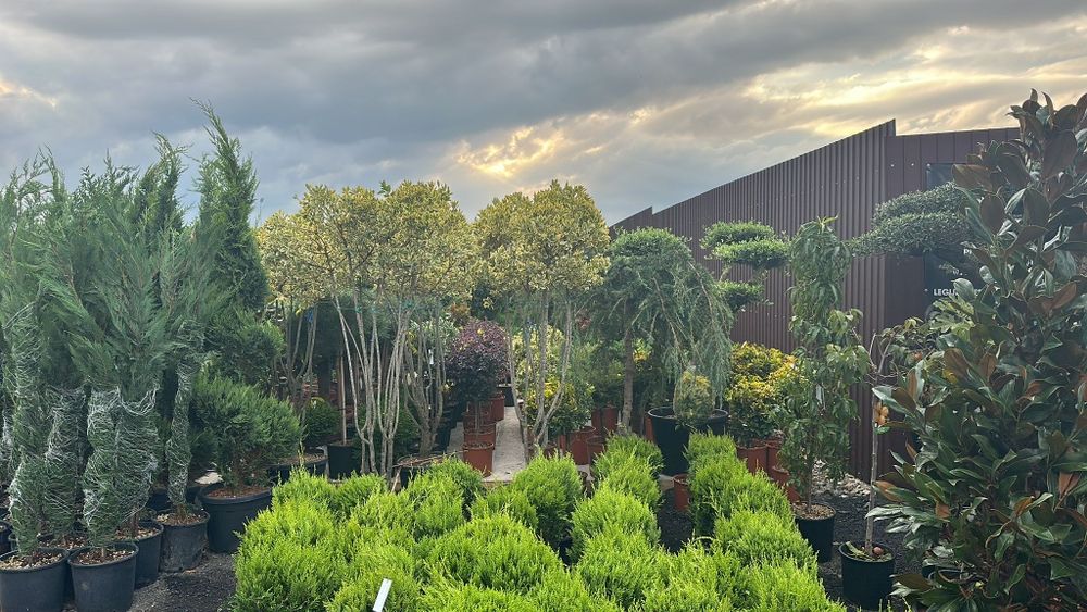 Tuia mesteacăn  magnolia  spirala