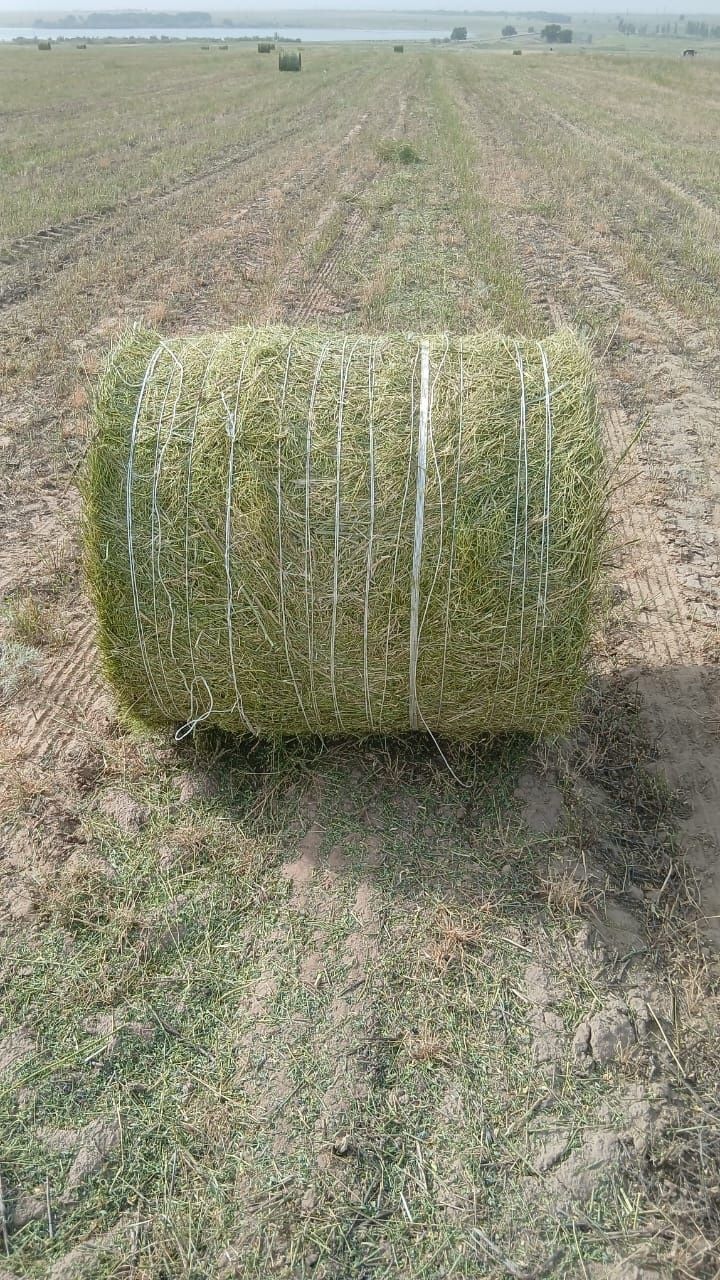 Продам сено, люцерна