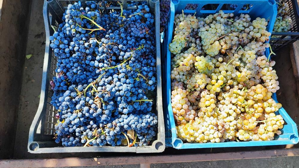Продавам изгодно лозе мерло в село Виноградец като чудесна инвестиция!