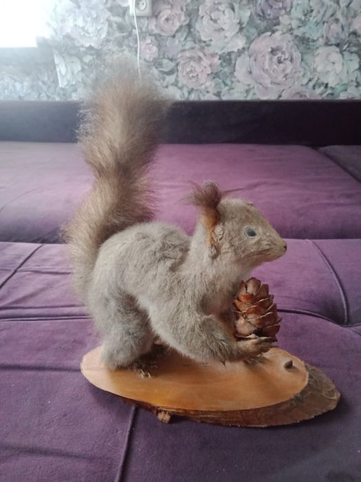 Отдам чучело белки