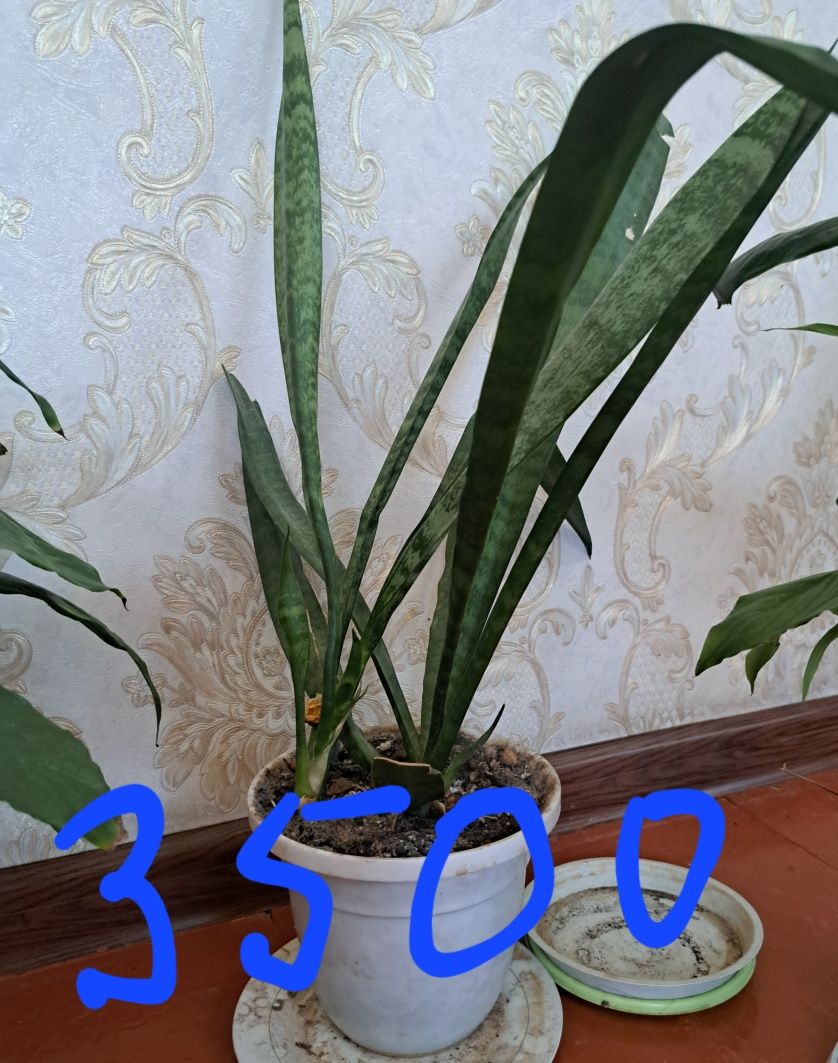 Продам комнатные растения  г
