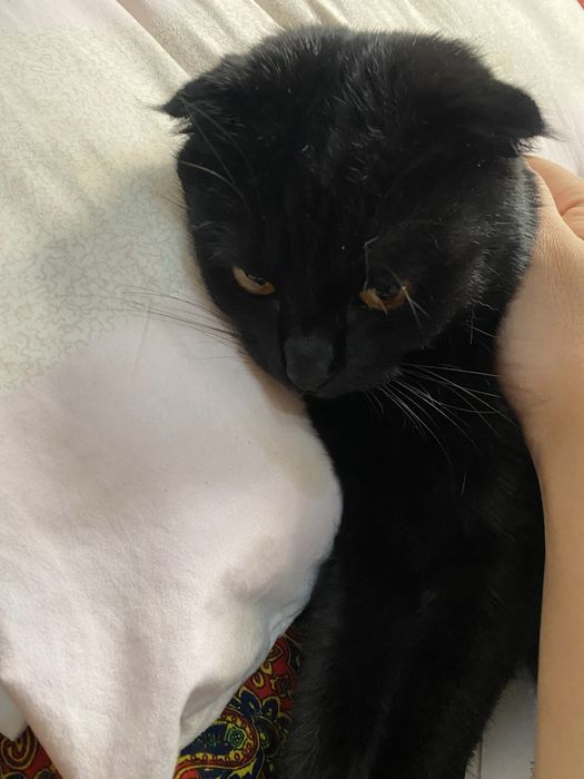 800 000 so‘m,12 oylik erkak,zoti:scottish fold qora.     Tg:Feruz9oooo