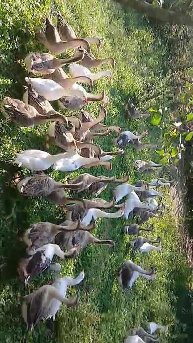 Vând gâște leșești tinere.