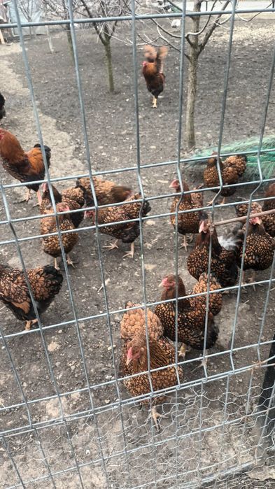 Pauni si gaini wyandotte portelan si gsg