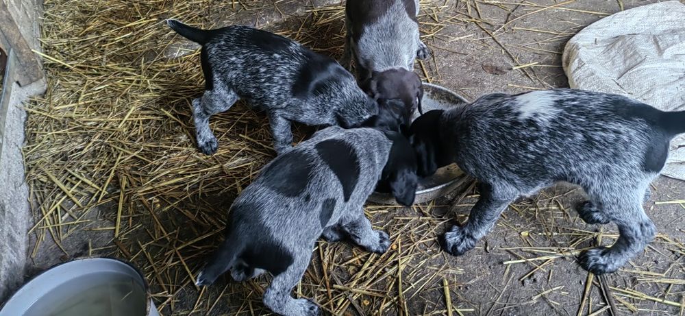 Дратхар кутрета , малки кученца дратхар