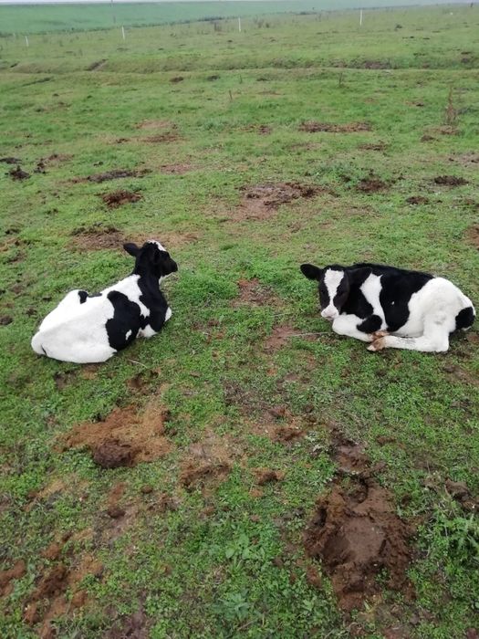 Vitei vârstă 4-5 luni