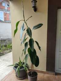 Vând Ficus 2 m .