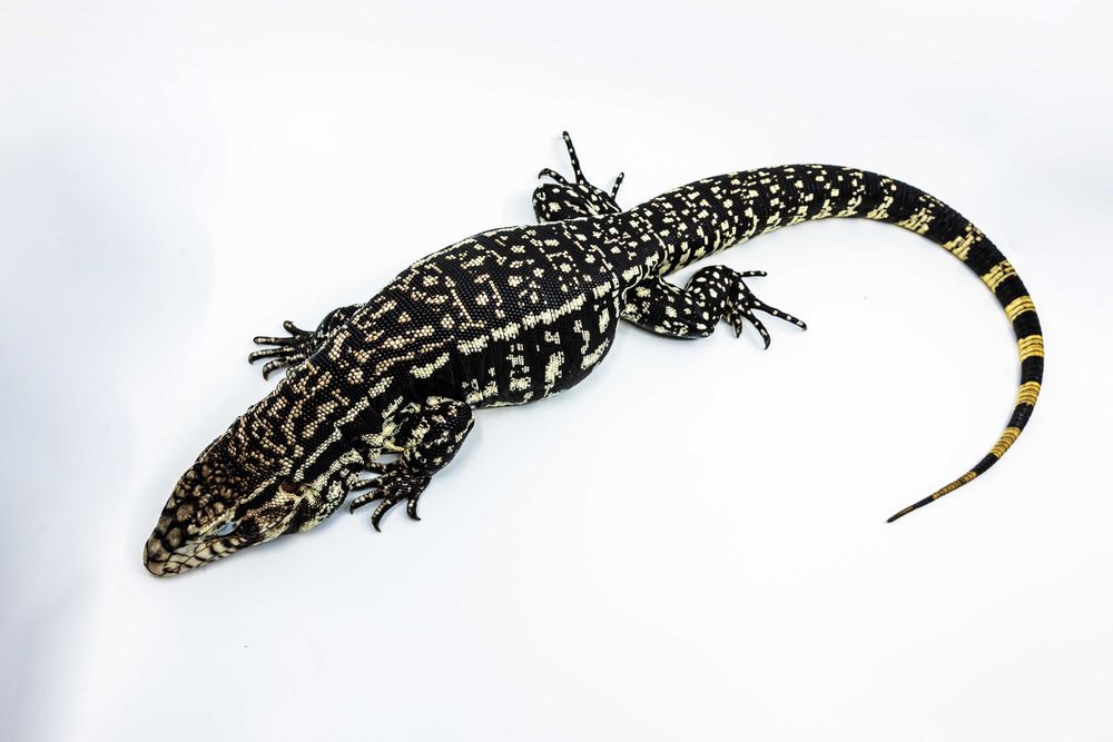 Tegu Argentianian alb-negru (Salvator Merianae)