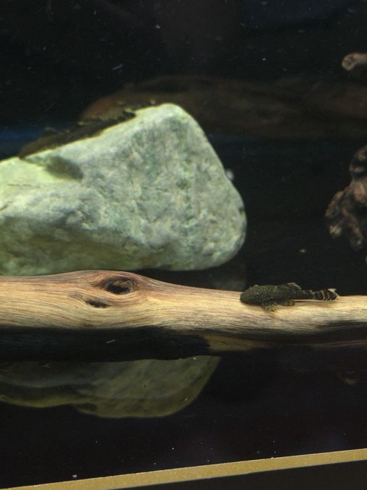 Анциструс сомики