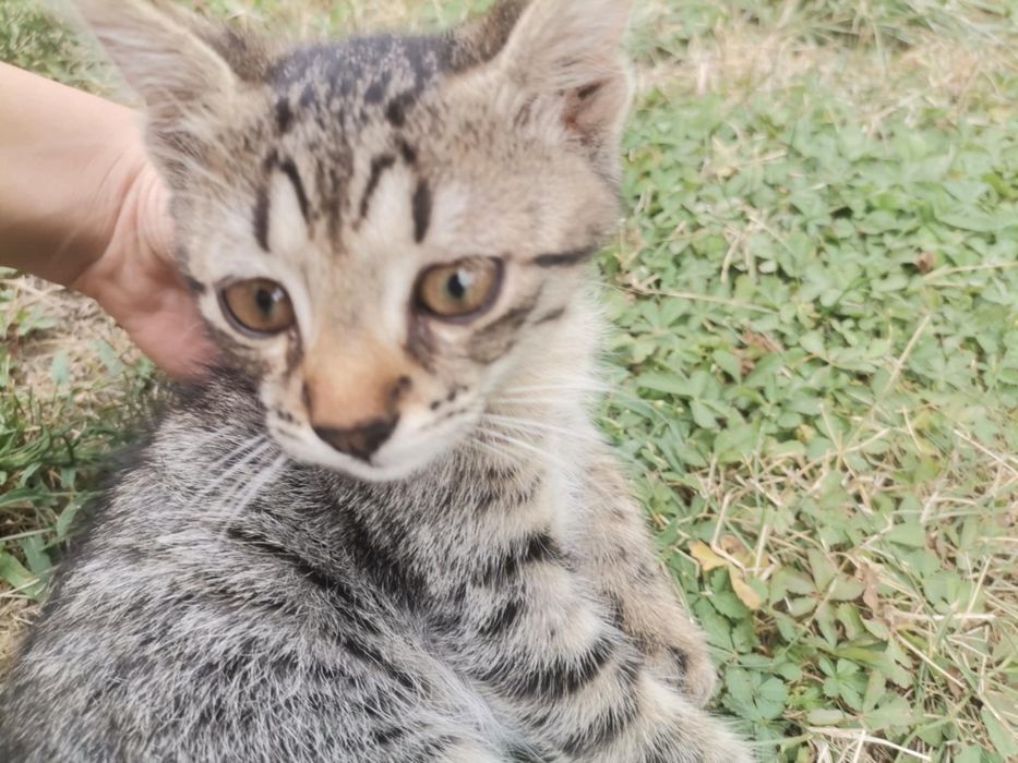 Подарявам малки котета