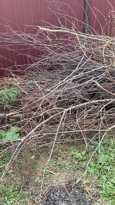 Отдам большой объем сухих веток, самовывоз