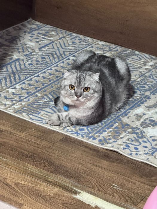 Продаётся кот Веслоухий