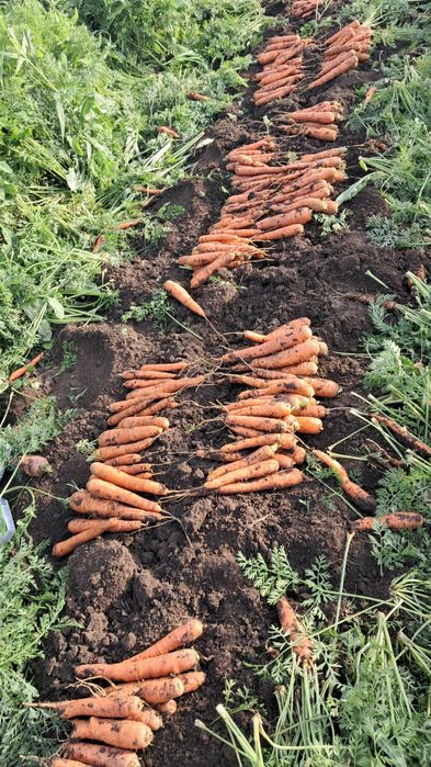 Vand morcov comuna Vanatori