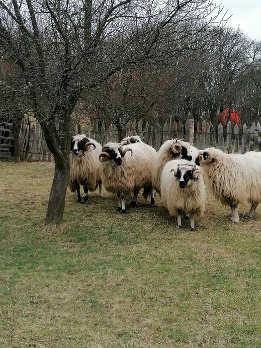 Berbeci de vânzare