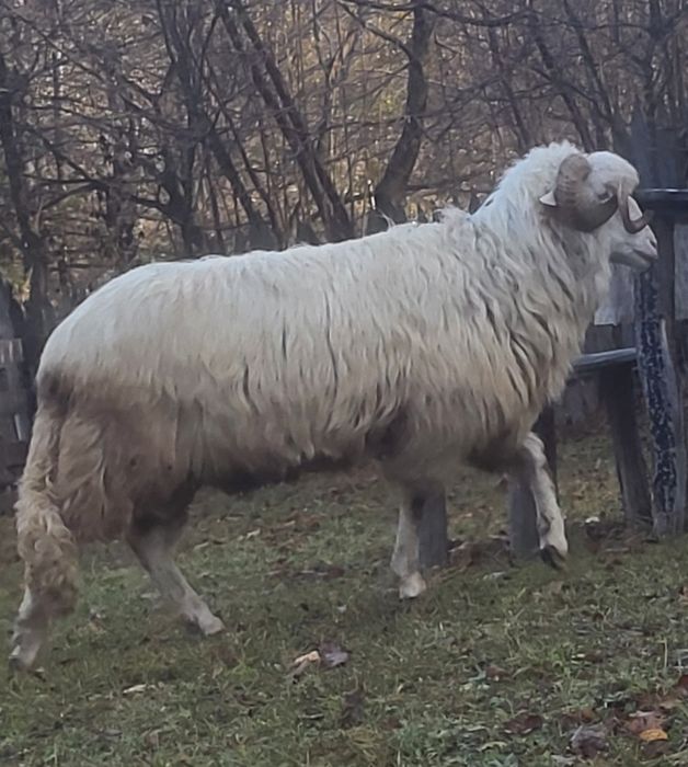 Vând 2 berbeci băli de Alba