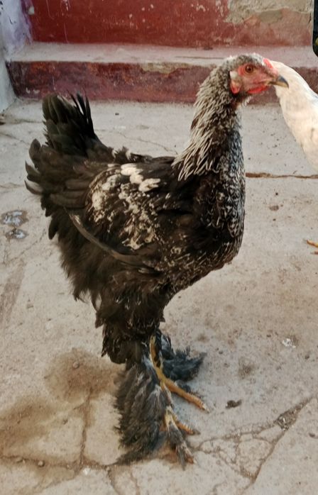 Jojahoroz zotli paranda