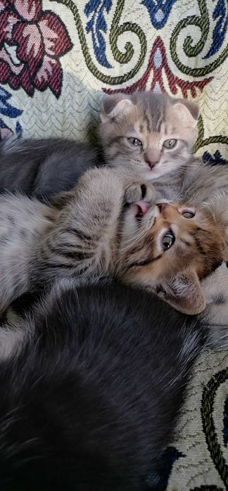Замурррчательные котята