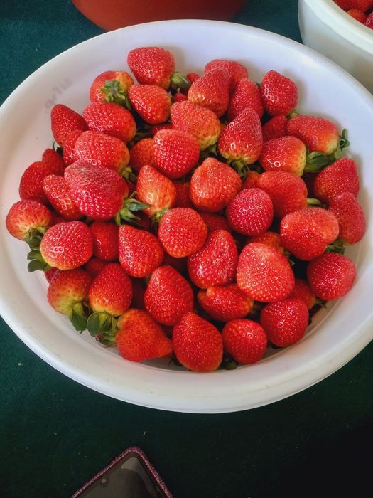 Qulupnay koʻchatlari bor
Ko‘c