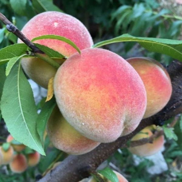 Pomi Fructiferi Columnari  soiuri de piersic