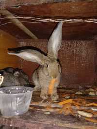 Продам кроликов породы Фландр все прививки зделаны вес набирают быстро