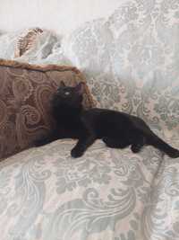 Шикарный бомбейский котик, черный бархат 10 месец