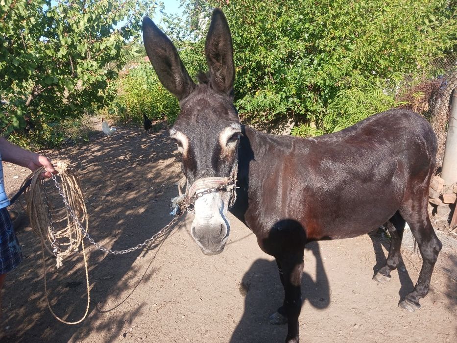 Магаре женско 12 годишно