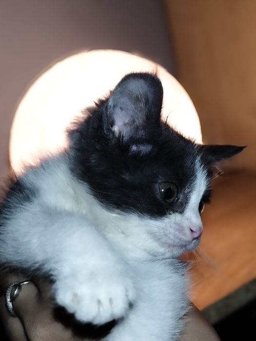 Котенок ищет дом