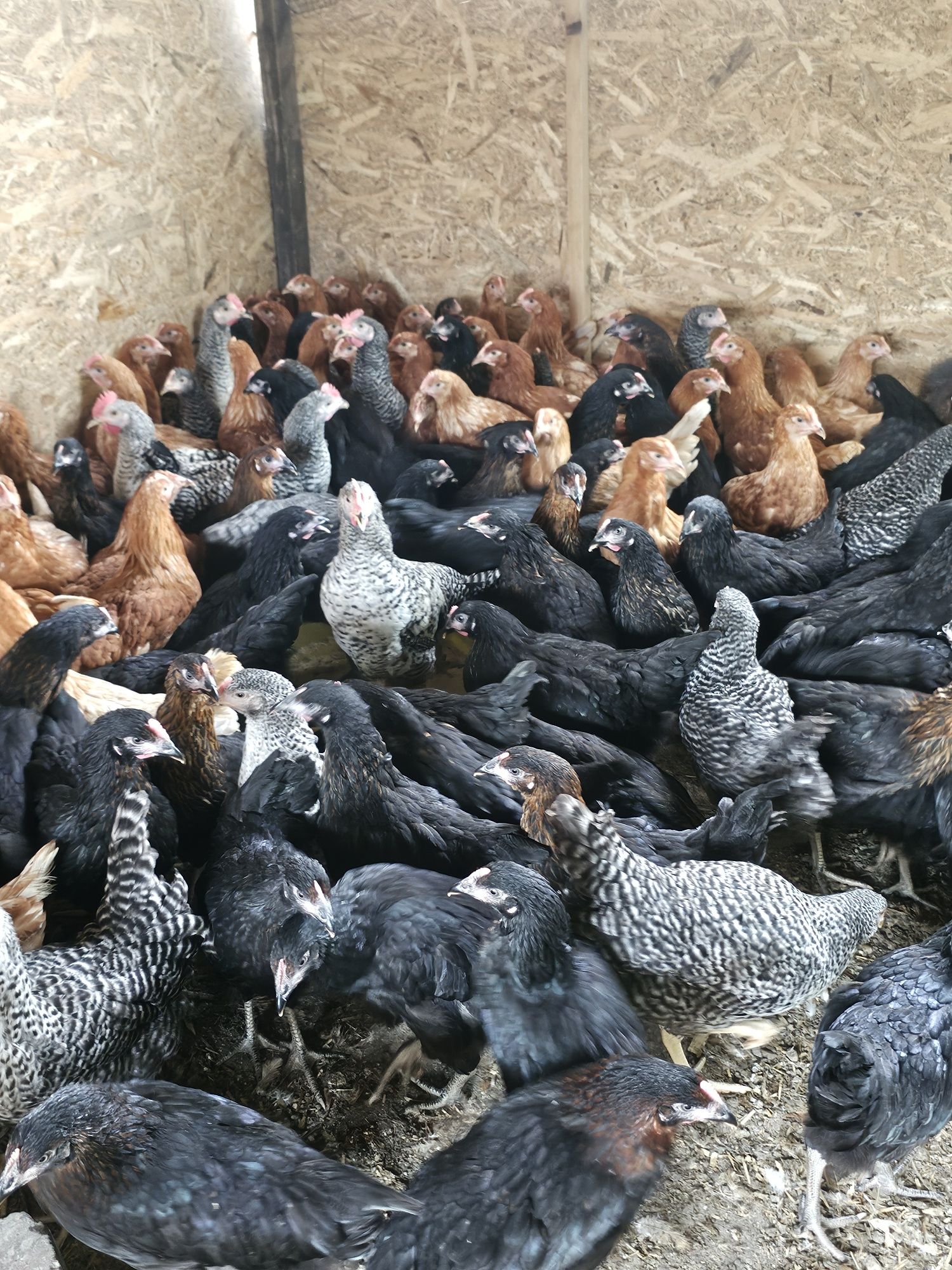 Vând puicute de oua.  Puicute leghorn.