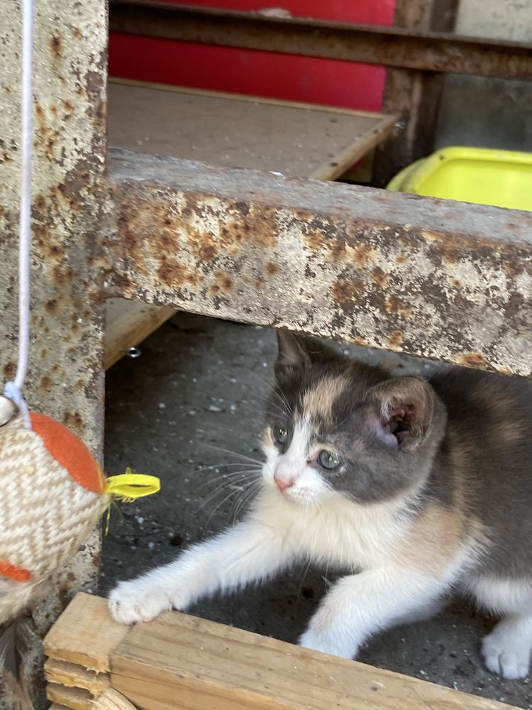 Котенце Звездичка си търси дом